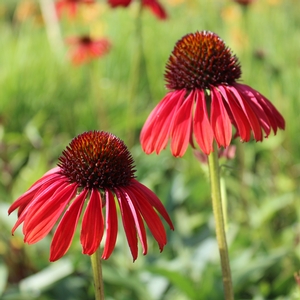 FIREBIRD CONEFLOWER