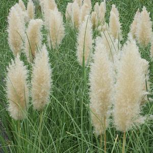 JET STREAMS™ DWARF PAMPAS GRASS