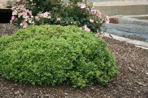 MICRON® DWARF YAUPON HOLLY