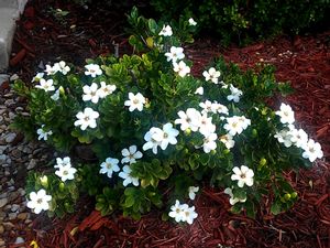 CROWN JEWEL GARDENIA