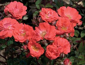 CORAL DRIFT® ROSE