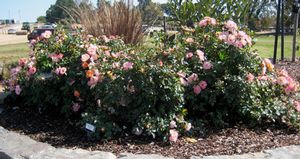 PEACH DRIFT® ROSE