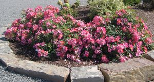 PINK DRIFT® ROSE