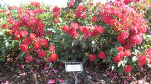 RED DRIFT® ROSE