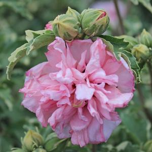 SUGAR TIP® ALTHEA