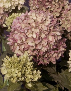 LITTLE LIME® HYDRANGEA
