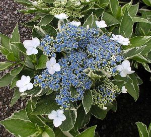 LIGHT-O-DAY® HYDRANGEA