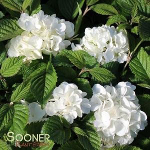 POPCORN VIBURNUM