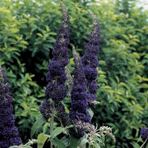ADONIS BLUE™ BUTTERFLY BUSH