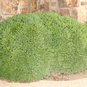 GREEN VELVET BOXWOOD