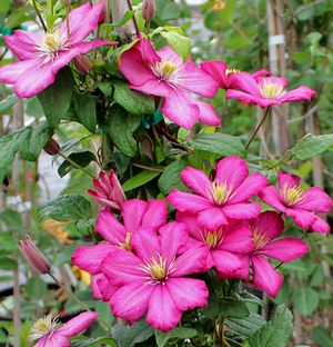 ERNEST MARKHAM CLEMATIS