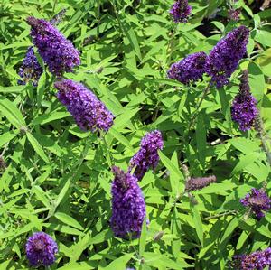 PURPLE EMPEROR™ BUTTERFLY BUSH