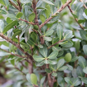 SOFT TOUCH HOLLY