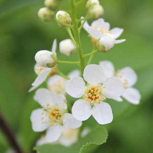 CANADA RED CHOKECHERRY