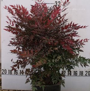 GULF STREAM NANDINA