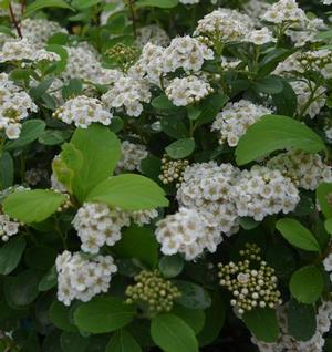WHITE FROST™ BIRCHLEAF SPIRAEA