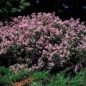 DWARF KOREAN LILAC