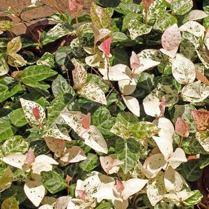 SNOW N SUMMER™ ASIATIC JASMINE