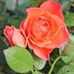 LIVIN' EASY SHRUB ROSE