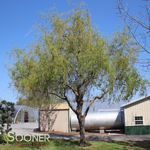 GOLDEN IDOL DWARF CORKSCREW WILLOW