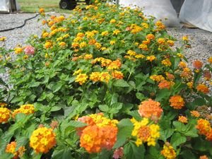 MISS HUFF'S HARDY LANTANA
