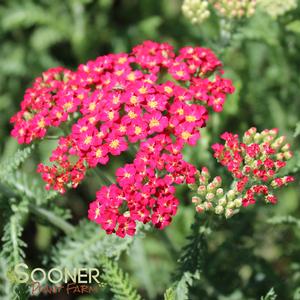 PAPRIKA YARROW