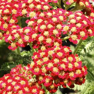 RED VELVET YARROW