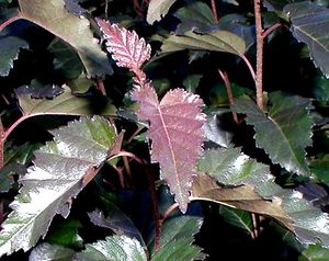 ROYAL FROST BIRCH