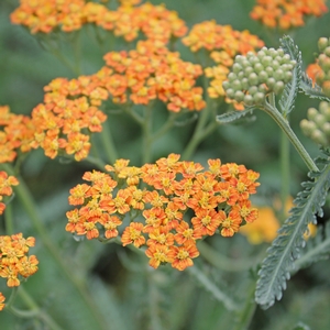 TERRA COTTA YARROW