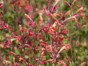 FIREBIRD HYSSOP