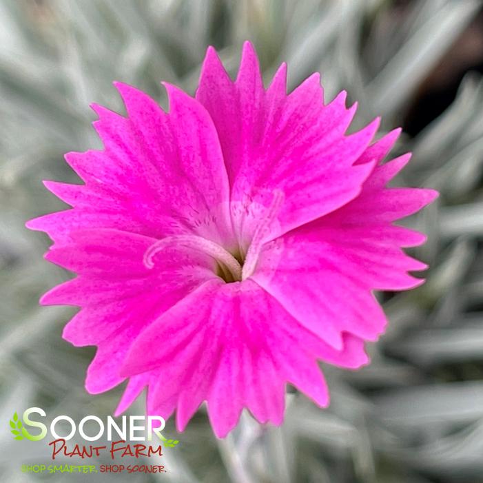 FIREWITCH DIANTHUS