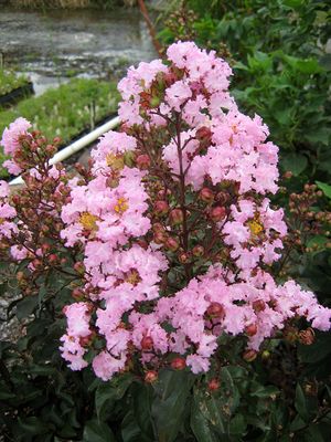 RHAPSODY IN PINK® CRAPEMYRTLE
