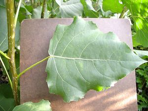 NOR'EASTER COTTONWOOD