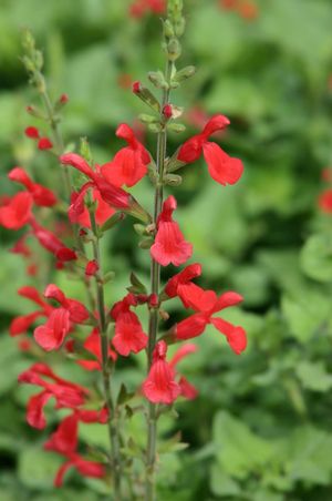 VERMILLION BLUFFS® MEXICAN SAGE
