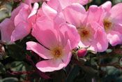 BLUSHING KNOCK OUT® ROSE