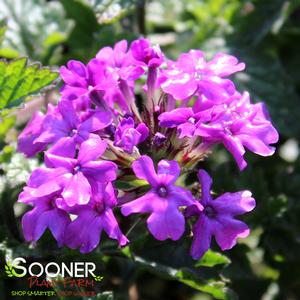 HOMESTEAD PURPLE VERBENA