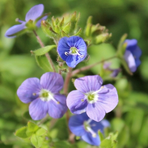 GEORGIA BLUE SPEEDWELL