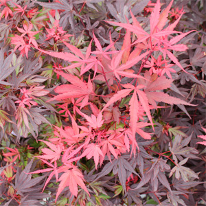 SHAINA DWARF UPRIGHT JAPANESE MAPLE