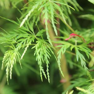 SEIRYU UPRIGHT JAPANESE MAPLE