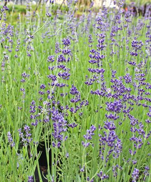 HIDCOTE LAVENDER