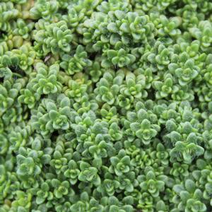 ELFIN CREEPING THYME