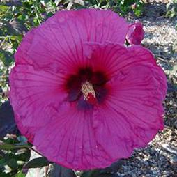 PLUM CRAZY FLEMING™ HARDY HIBISCUS