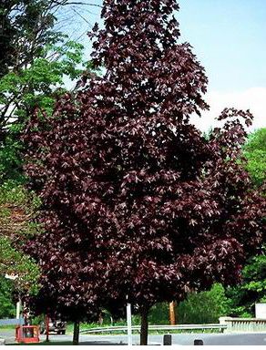 CRIMSON KING NORWAY MAPLE