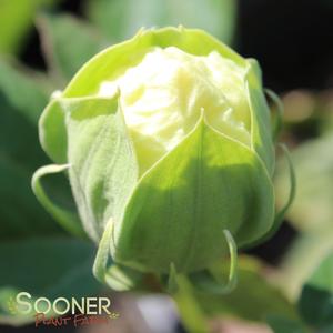 NEW OLD YELLA DWARF FLEMING™ HARDY HIBISCUS