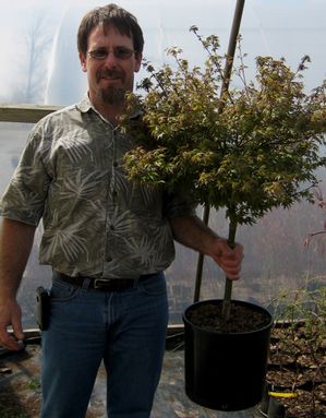 MURASAKI KIYOHIME UPRIGHT JAPANESE MAPLE
