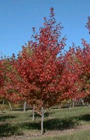 FIREFALL MAPLE
