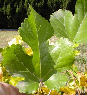 CHAPARRAL WEEPING MULBERRY