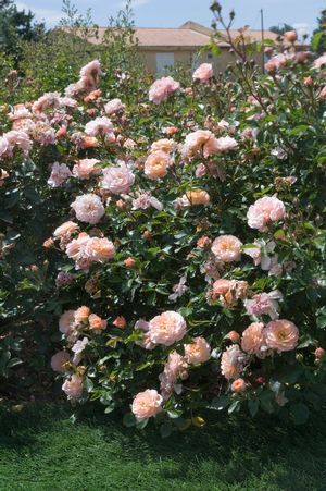 APRICOT DRIFT® ROSE