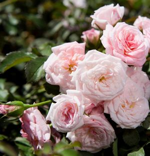 SWEET DRIFT® ROSE