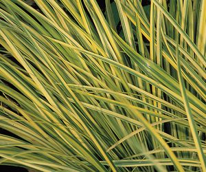 GOLDEN VARIEGATED JAPANESE SWEET FLAG